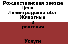 Рождественская звезда › Цена ­ 250 - Ленинградская обл. Животные и растения » Услуги   